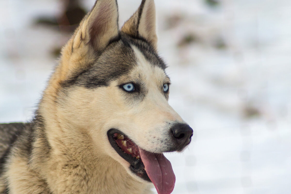 Chien de traineau