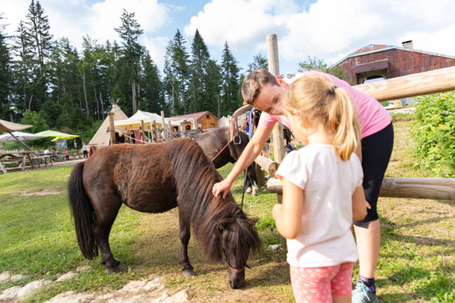 Activités avec les animaux