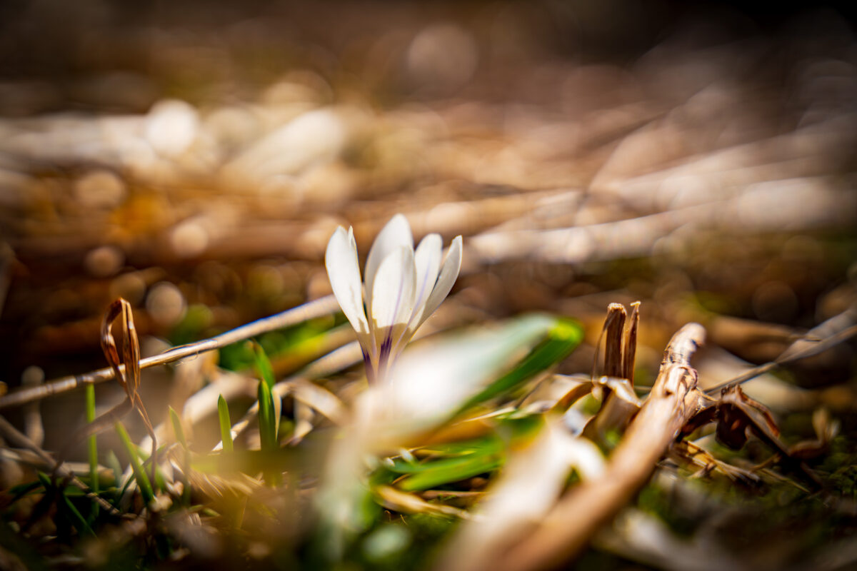 Le printemps, première du cycle des saisons dans le jura